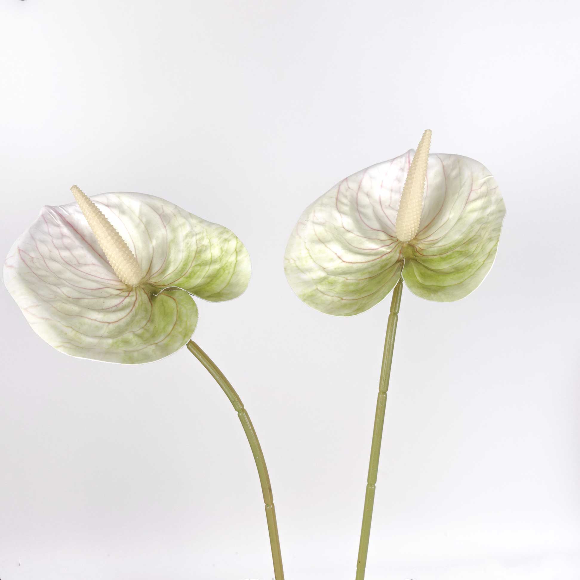 anthurium cream 2pcs Artificial Anthurium Stem White Anthurium Life-like Anthurium Fast Shipping Australia Wide by JFLORAL