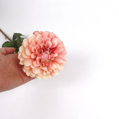 Dahlia Flower Stem Peach Orange Dahlia Flower Stem Peach Orange