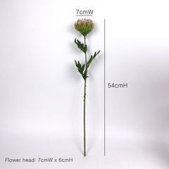 Leucospermum Pincushion Stem 54cmH Leucospermum Pincushion Stem 54cmH