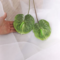 2pcs Anthurium Stem Green 60cmH 2pcs Anthurium Stem Green 60cmH