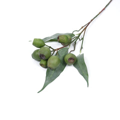 Eucalyptus Gum Nut Branch 64cmH Eucalyptus Gum Nut Branch 64cmH