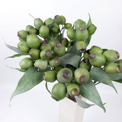 Eucalyptus Gum Nut Branch 64cmH Eucalyptus Gum Nut Branch 64cmH