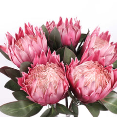 Big Size Protea King Flower Bloom 76cmH Big Size Protea King Flower Bloom 76cmH