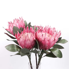 Big Size Protea King Flower Bloom 76cmH Big Size Protea King Flower Bloom 76cmH