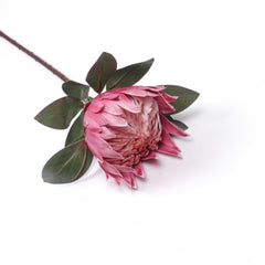 Big Size Protea King Flower Bloom 76cmH Big Size Protea King Flower Bloom 76cmH