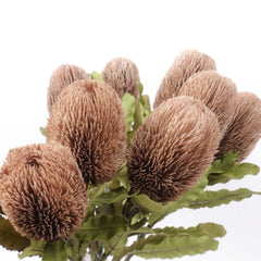 Dried-look Artificial Banksia Stem 65cmH Dried-look Artificial Banksia Stem 65cmH