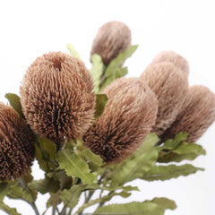 Dried-look Artificial Banksia Stem 65cmH Dried-look Artificial Banksia Stem 65cmH