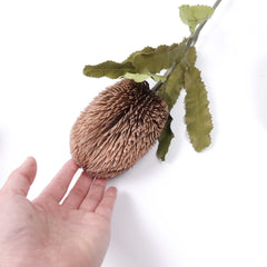 Dried-look Artificial Banksia Stem 65cmH Dried-look Artificial Banksia Stem 65cmH
