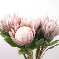 Big Size King Protea Flower Bloom 73cmH Big Size King Protea Flower Bloom 73cmH