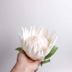 Big Size Artificial King Protea Flower Bloom 73cmH Big Size Artificial King Protea Flower Bloom 73cmH