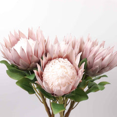 Big Size King Protea Flower Bloom 73cmH Big Size King Protea Flower Bloom 73cmH