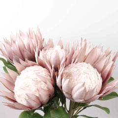 Big Size King Protea Flower Bloom 73cmH Big Size King Protea Flower Bloom 73cmH