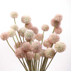 5 Stems Billy Button Bunch 49cmH 5 Stems Billy Button Bunch 49cmH