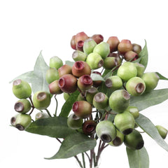 Eucalyptus Gum Nut Branch 64cmH Eucalyptus Gum Nut Branch 64cmH