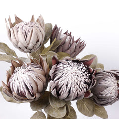 Dried-look King Protea Bloom 74cmH Dried-look King Protea Bloom 74cmH