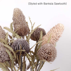 Banksia Prionotes Dwarf 72cmH Banksia Prionotes Dwarf 72cmH