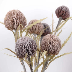 Artificial Banksia Sawtooth 63cmH Artificial Banksia Sawtooth 63cmH