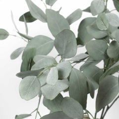 Eucalyptus Silver Dollar Spray 60cmH Eucalyptus Silver Dollar Spray 60cmH