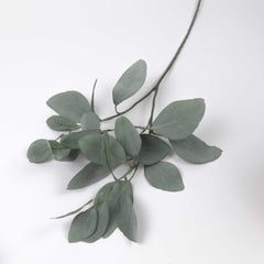 Eucalyptus Silver Dollar Spray 60cmH Eucalyptus Silver Dollar Spray 60cmH