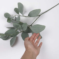 Eucalyptus Silver Dollar Spray 60cmH Eucalyptus Silver Dollar Spray 60cmH
