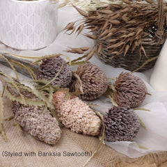 Banksia Prionotes Dwarf 72cmH Banksia Prionotes Dwarf 72cmH