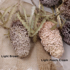 Banksia Prionotes Dwarf 72cmH Banksia Prionotes Dwarf 72cmH