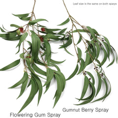 Eucalyptus Gumnut Branch 104cmH Eucalyptus Gumnut Branch 104cmH