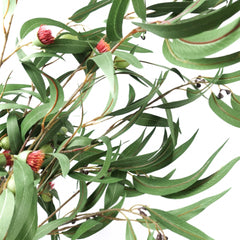 Eucalyptus Gumnut Branch 104cmH Eucalyptus Gumnut Branch 104cmH