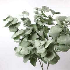 Eucalyptus Big Leaf Spray 90cmH Eucalyptus Big Leaf Spray 90cmH