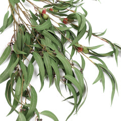 Eucalyptus Gumnut Branch 104cmH Eucalyptus Gumnut Branch 104cmH