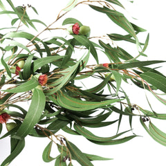 Eucalyptus Gumnut Branch 104cmH Eucalyptus Gumnut Branch 104cmH