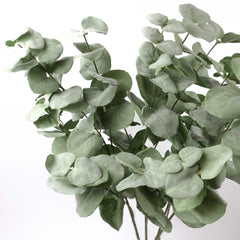 Eucalyptus Big Leaf Spray 90cmH Eucalyptus Big Leaf Spray 90cmH