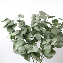 Eucalyptus Big Leaf Spray 90cmH Eucalyptus Big Leaf Spray 90cmH