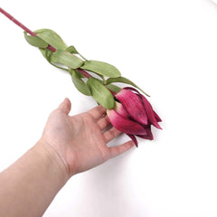 Native Artificial Leucadendron Stem 68cmH Native Artificial Leucadendron Stem 68cmH
