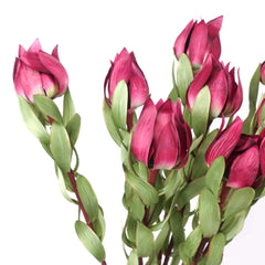 Native Artificial Leucadendron Stem 68cmH Native Artificial Leucadendron Stem 68cmH