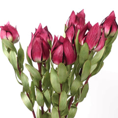 Native Artificial Leucadendron Stem 68cmH Native Artificial Leucadendron Stem 68cmH