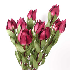 Native Artificial Leucadendron Stem 68cmH Native Artificial Leucadendron Stem 68cmH