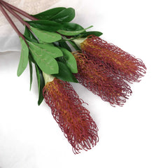 Native Banksia Stem 75cmH