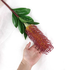 Native Banksia Stem 75cmH