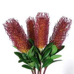 Native Banksia Stem 75cmH