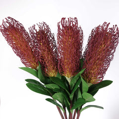 Native Banksia Stem 75cmH