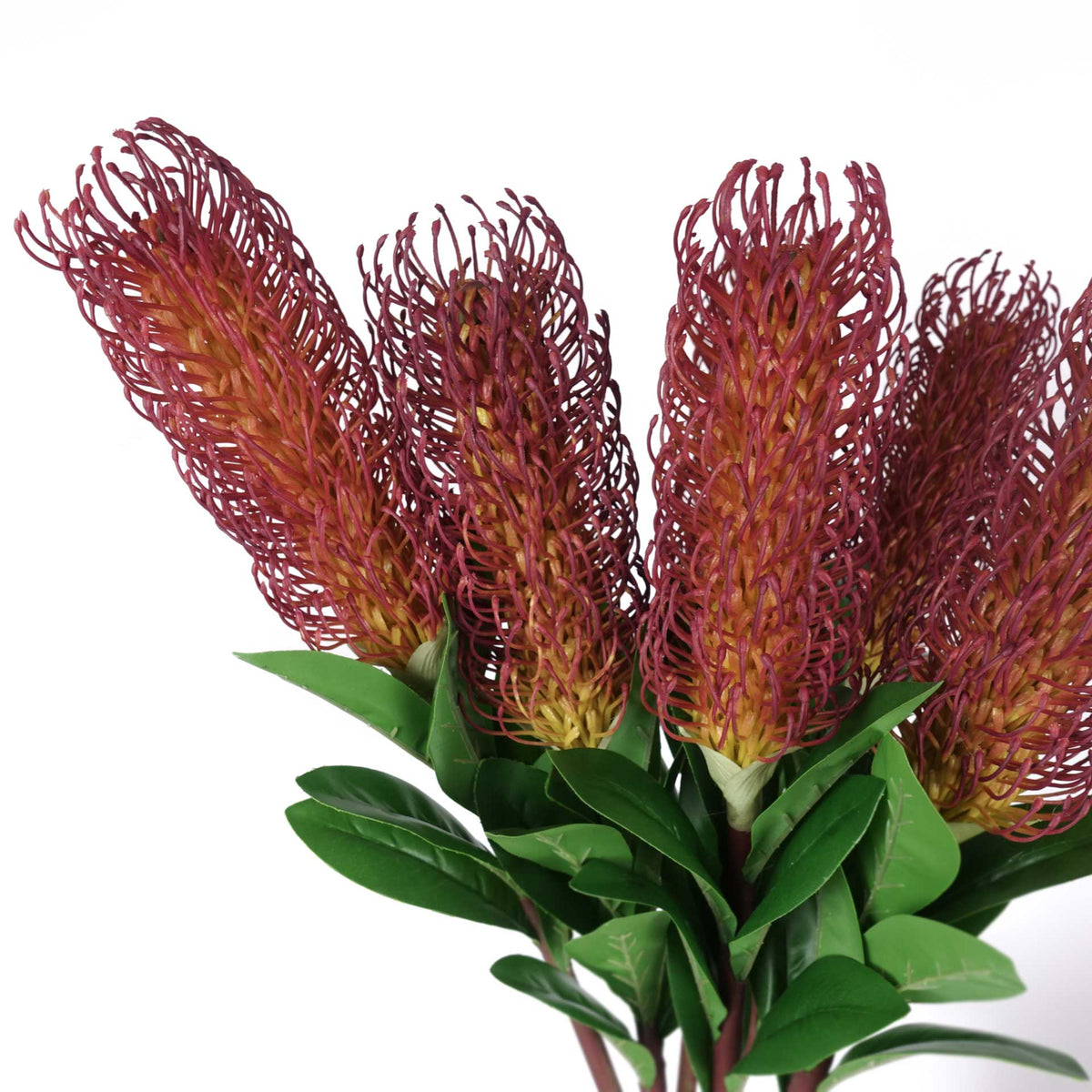 Native Banksia Stem 75cmH