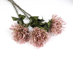 Big-head Leucospermum Pincushion Stem 70cmH