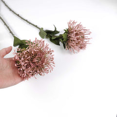 Big-head Leucospermum Pincushion Stem 70cmH