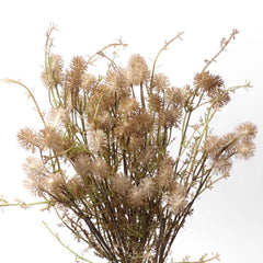 Dried-look Allium Thistle Spray 63cmH