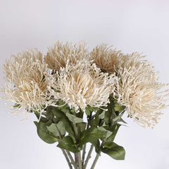 Big-head Leucospermum Pincushion Stem 70cmH