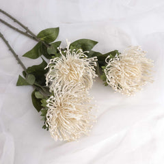 Big-head Leucospermum Pincushion Stem 70cmH