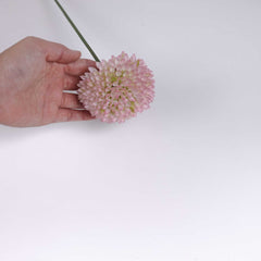 Allium Flower Stem 60cmH