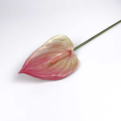 Anthurium Single Stem 85cmH