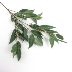 Eucalyptus Gum Leaf Seed Spray